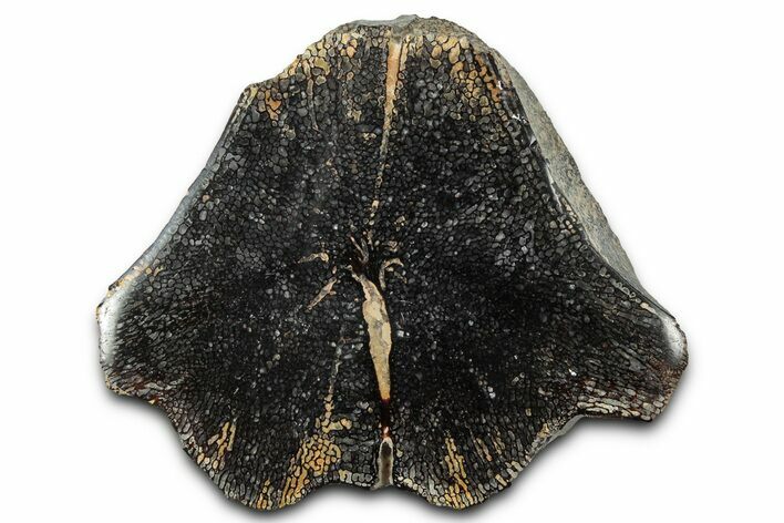 Cut and Polished Fossil Mosasaur Vertebra - Texas #350903